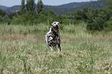 DALMATIEN 337